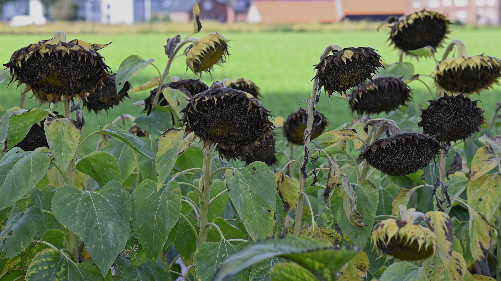 Reife Sonnenblumenkerne warten auf die Ernte.