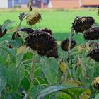 Reife Sonnenblumenkerne warten auf die Ernte.