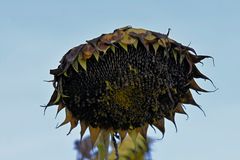 Reife Sonnenblumenkerne warten auf die Ernte.