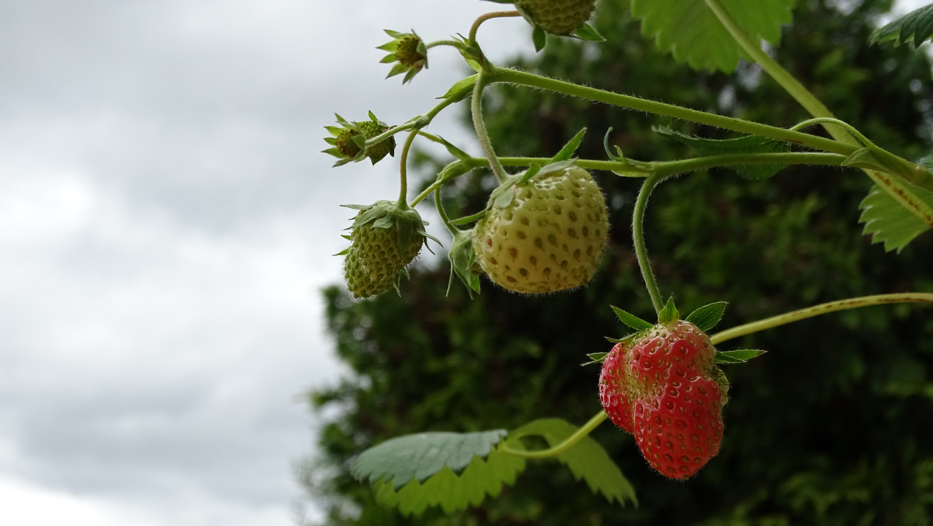 Reife und Unreife Erdbeere in der Natur