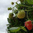 Reife und Unreife Erdbeere in der Natur