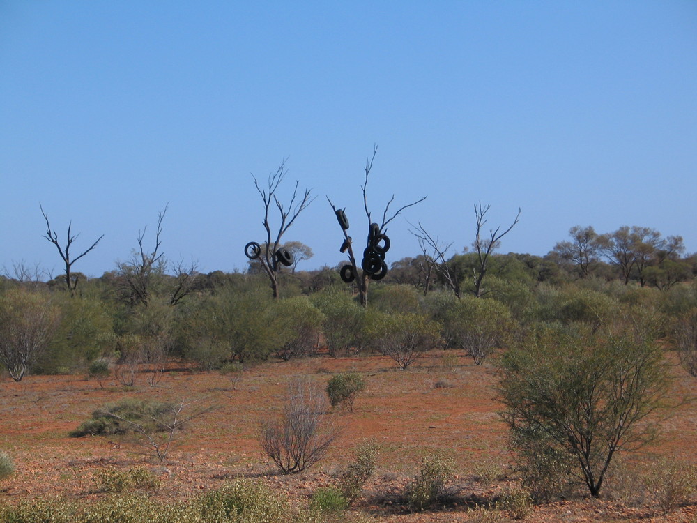 Reifenbäume, eine endemische Art, nur in Australien zu finden :-)