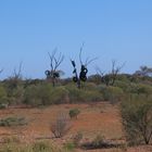 Reifenbäume, eine endemische Art, nur in Australien zu finden :-)