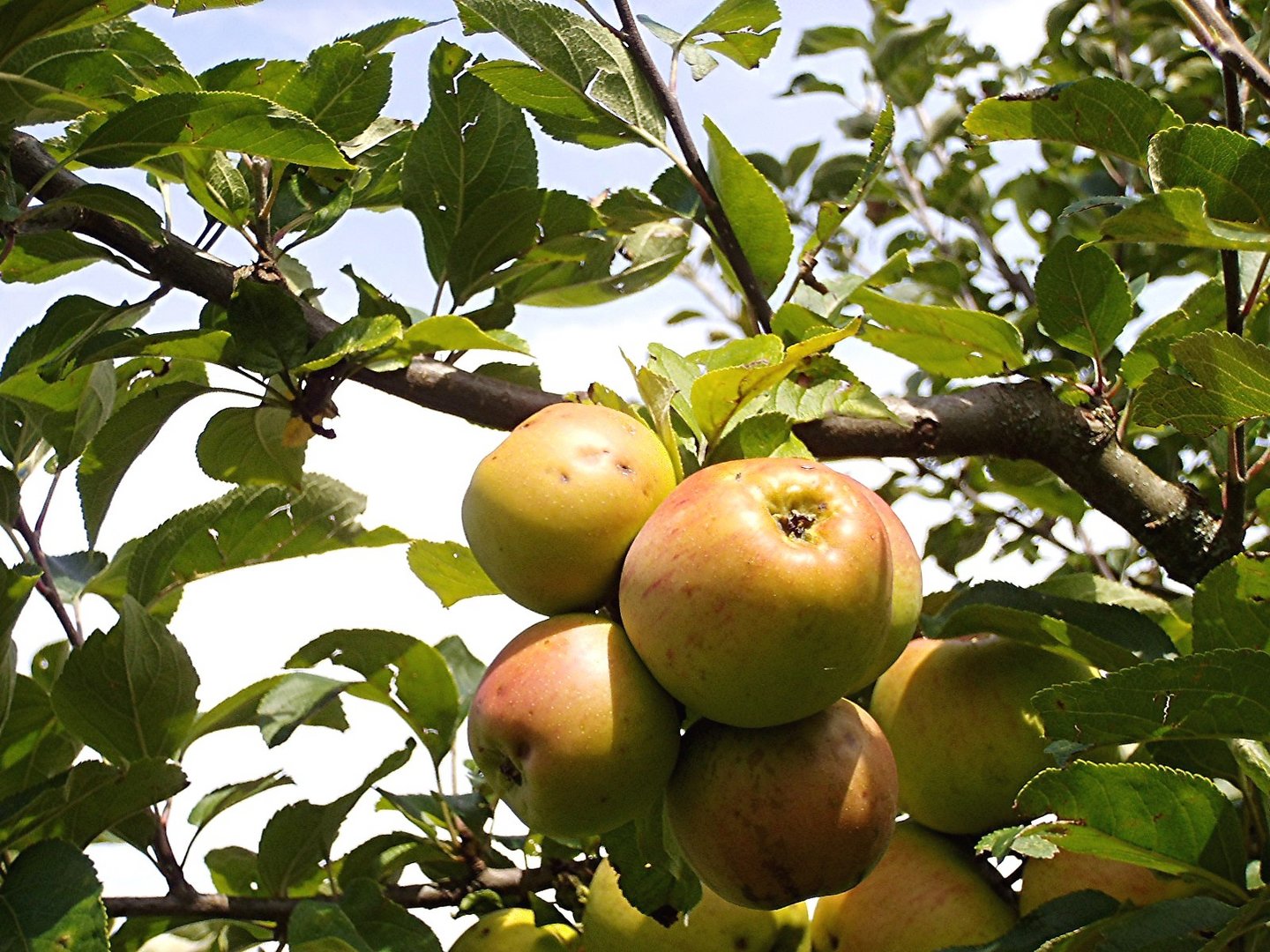 Reifende Äpfel