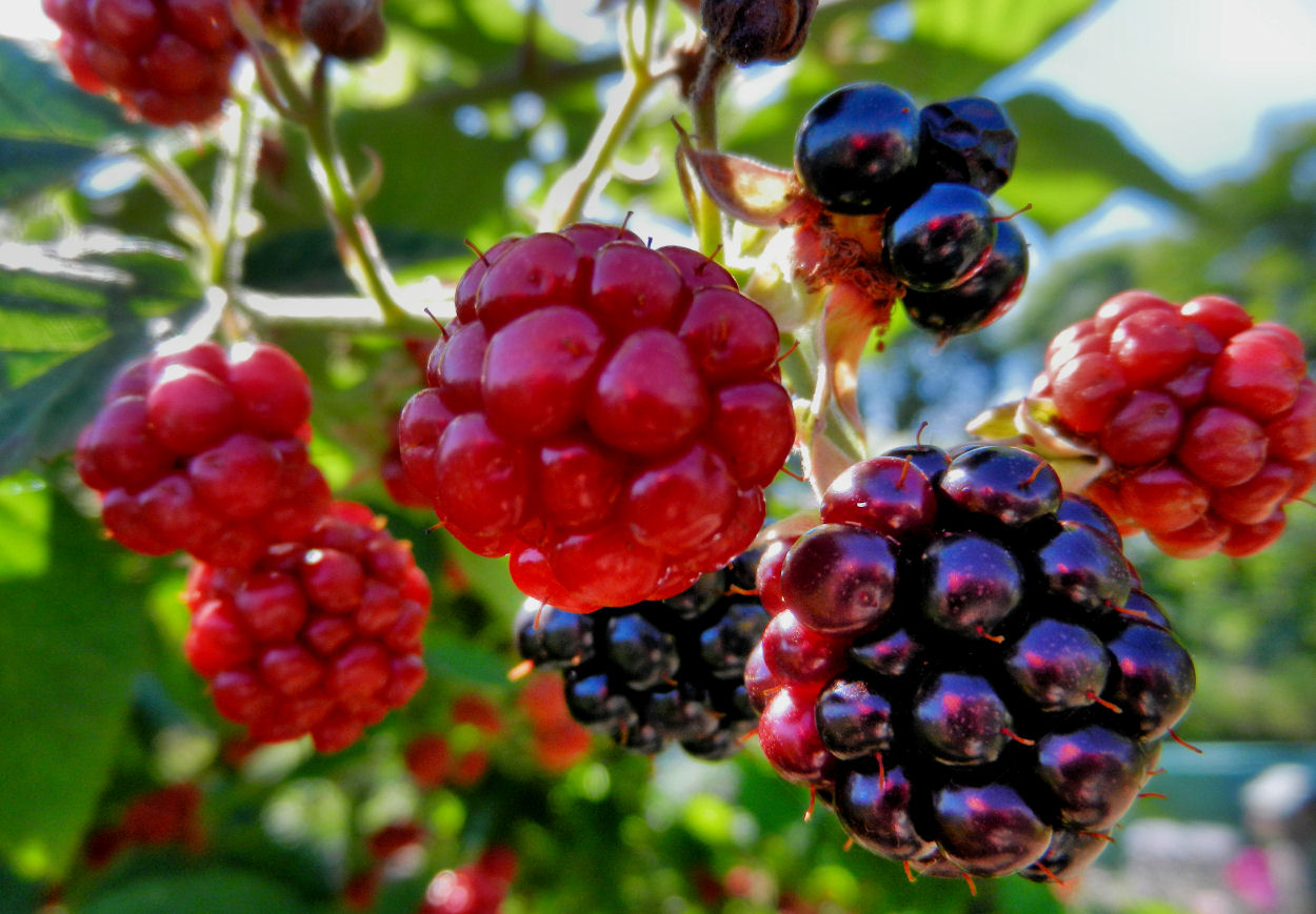 Reifende Brombeeren