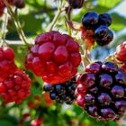 Reifende Brombeeren