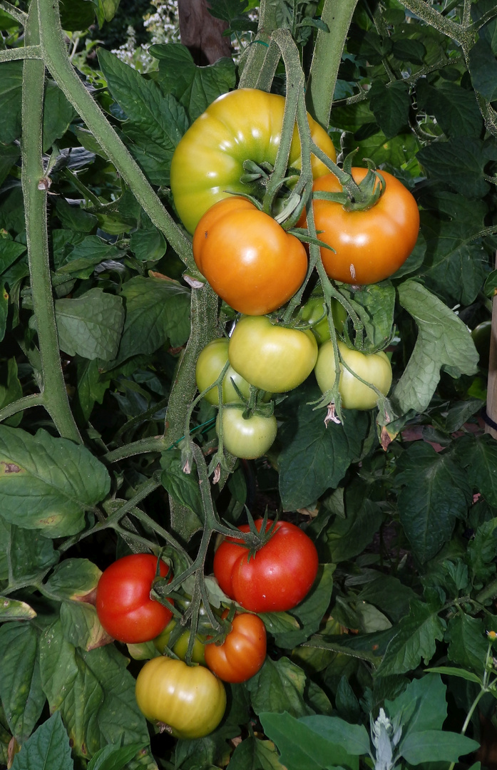 Reifende Tomaten