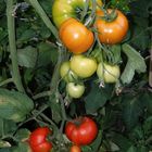 Reifende Tomaten