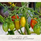 Reifende Tomaten