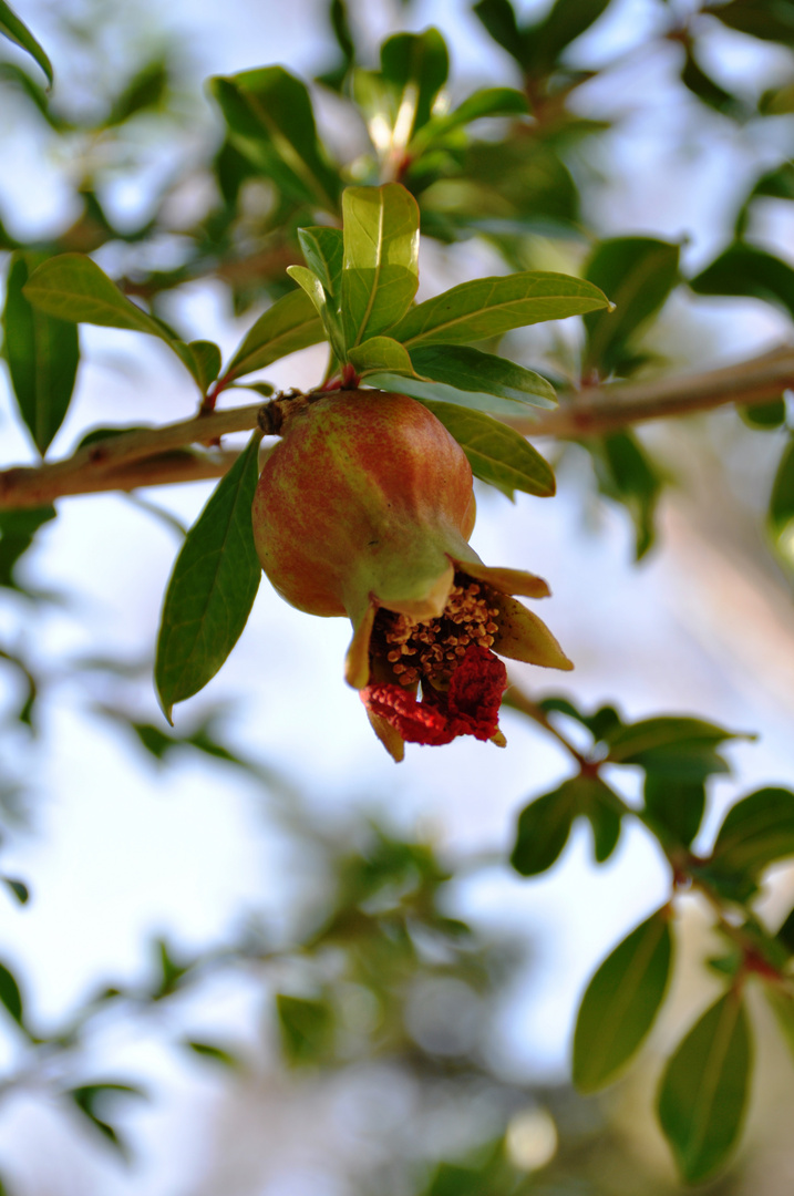 Reifeprozess Granatapfel