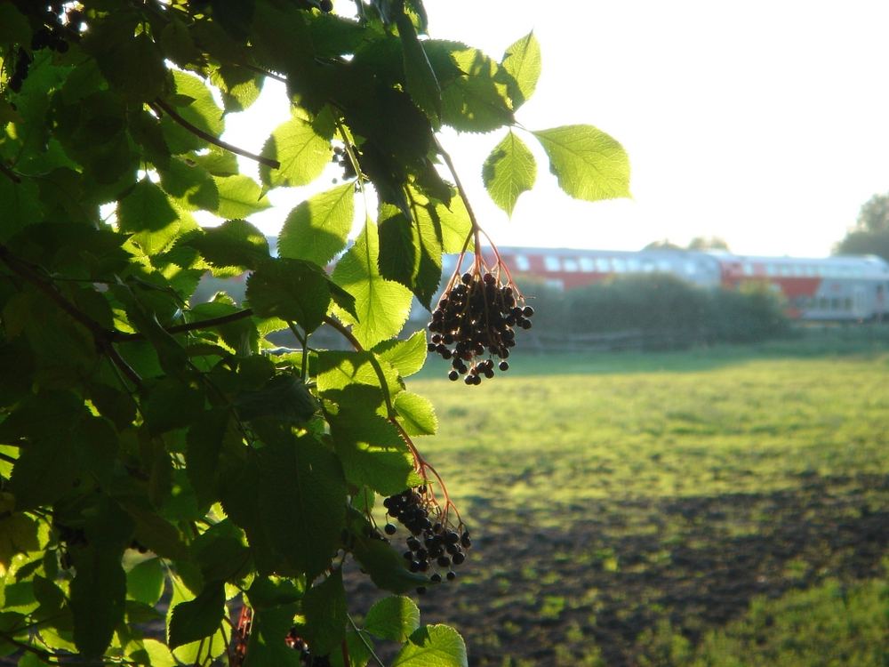 Reifer Holunder (Nationalpark Neusiedlersee)