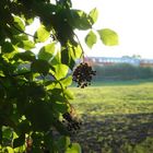 Reifer Holunder (Nationalpark Neusiedlersee)