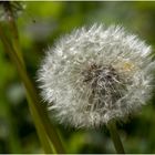 Reifer Löwenzahn (Taraxacum sect. Ruderalia)