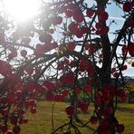 Reifes Obst im Sonnenlicht