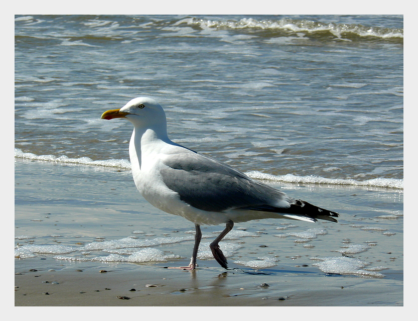 *reif.für.die.insel*