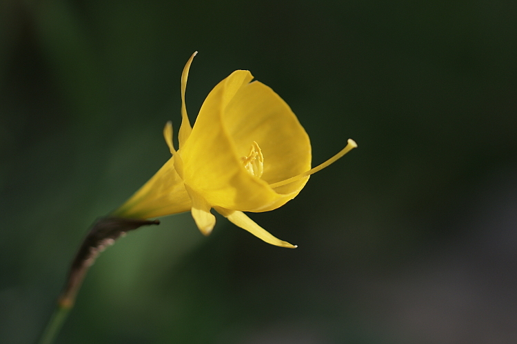 Reifrock-Narzisse (Narcissus bulbicodium) I