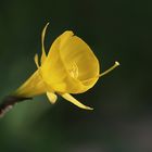 Reifrock-Narzisse (Narcissus bulbicodium) I