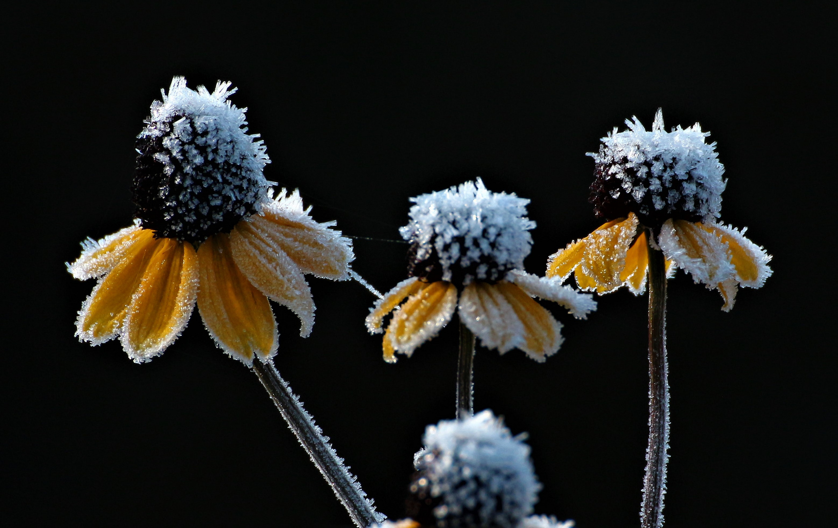 Reifverzierung auf Gartenblumen