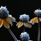 Reifverzierung auf Gartenblumen