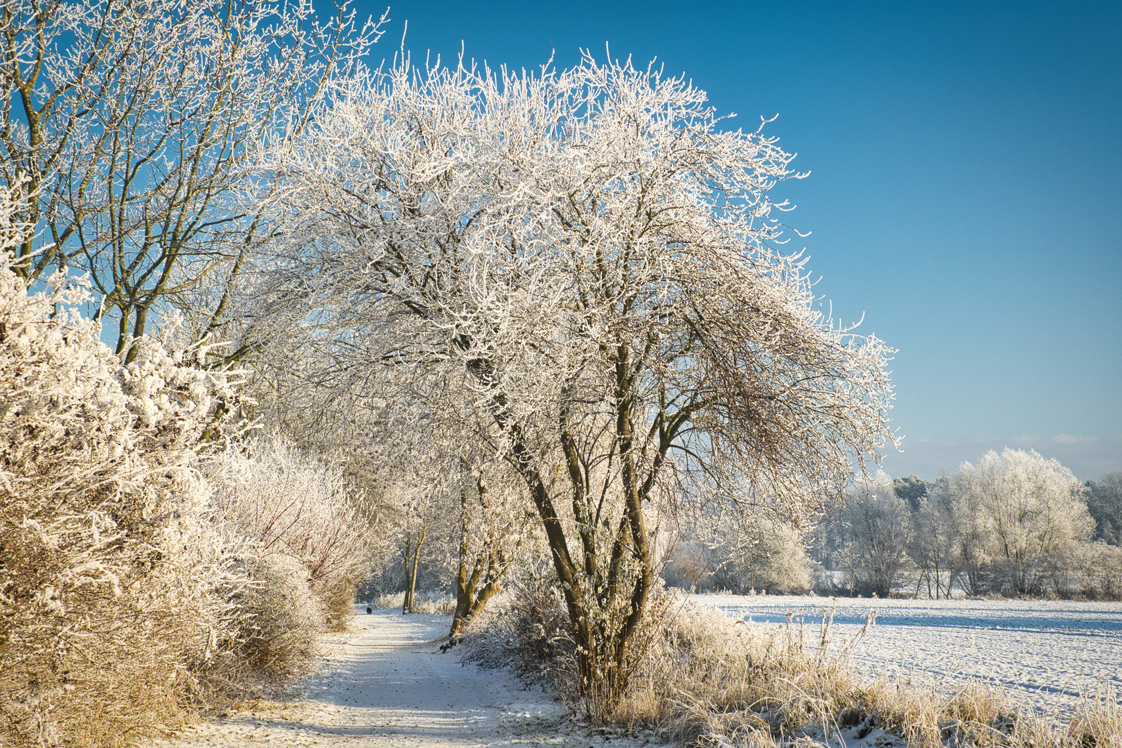 Reifweg