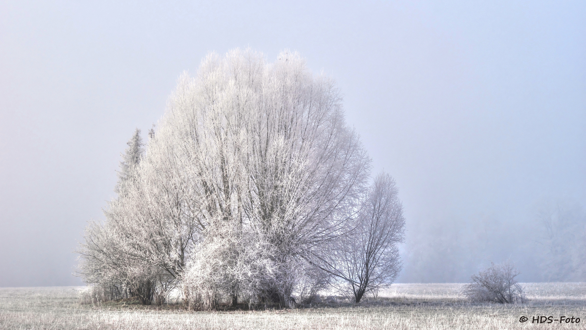 Reifweide bei Nebel  an Neujahr