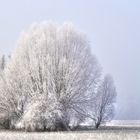 Reifweide bei Nebel  an Neujahr