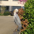 Reiger met erge honger