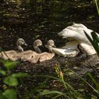 Reihe aufmachen! Mama folgen!