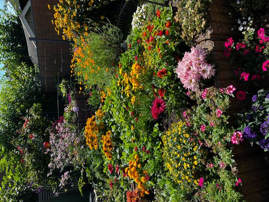 Reihenhaus-Garten Sommer 2024
