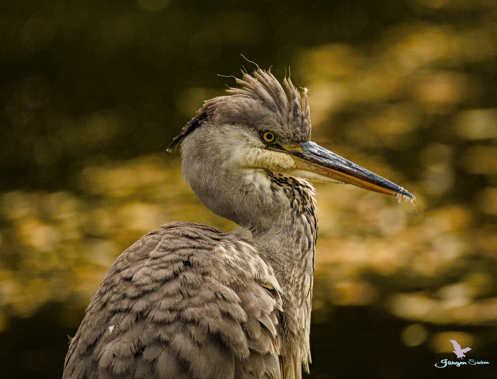 Reiher Foto Bild tiere wildlife wild lebende v gel Reiher Foto Bild tiere wildlife wild lebende v gel