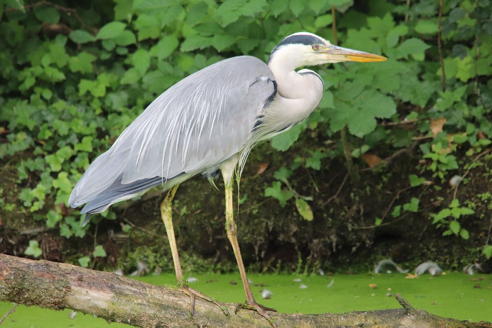 Reiher Foto & Bild fotos, spezial, natur Bilder auf