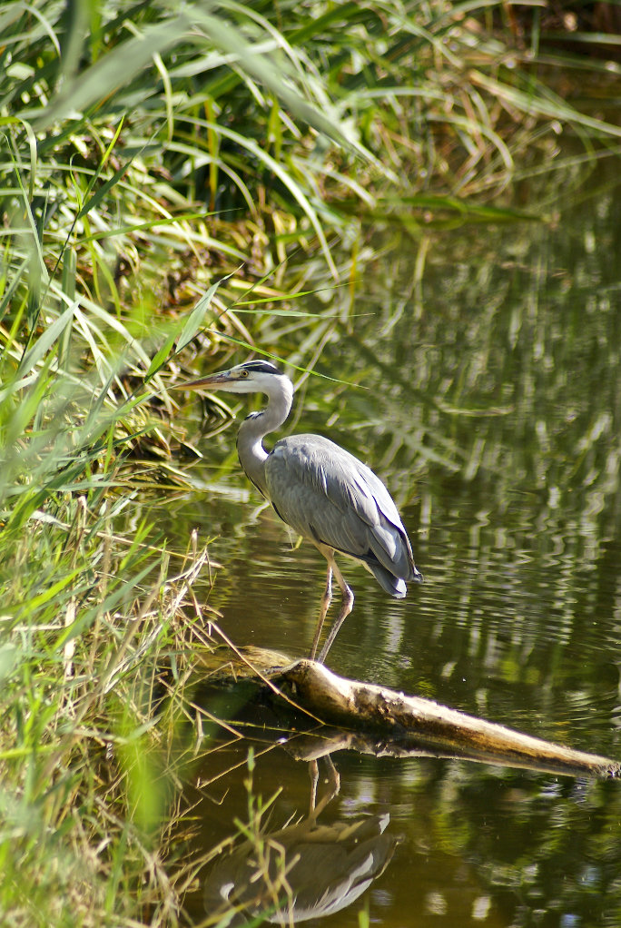 Reiher Foto & Bild tiere, natur Bilder auf