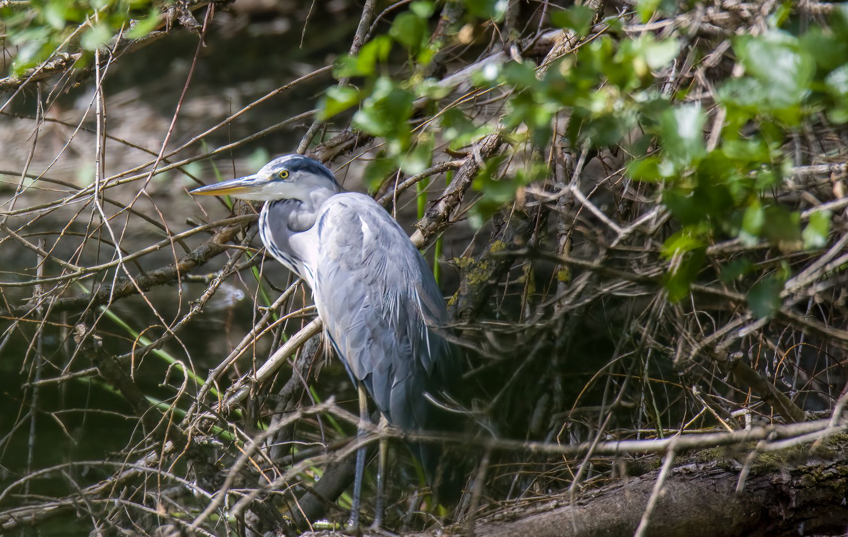 Reiher Foto & Bild tiere, wildlife, wild lebende vögel Bilder auf