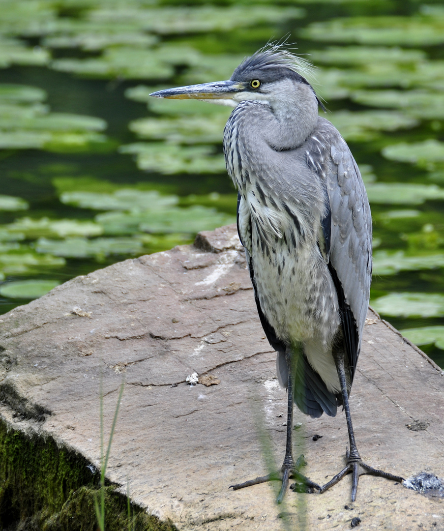 Reiher Foto Bild fr hling teich natur Bilder auf Reiher Foto Bild fr hling teich natur Bilder auf