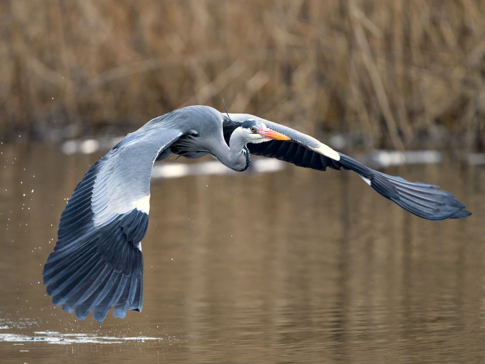 Reiher Foto & Bild wasser, see, reiher Bilder auf