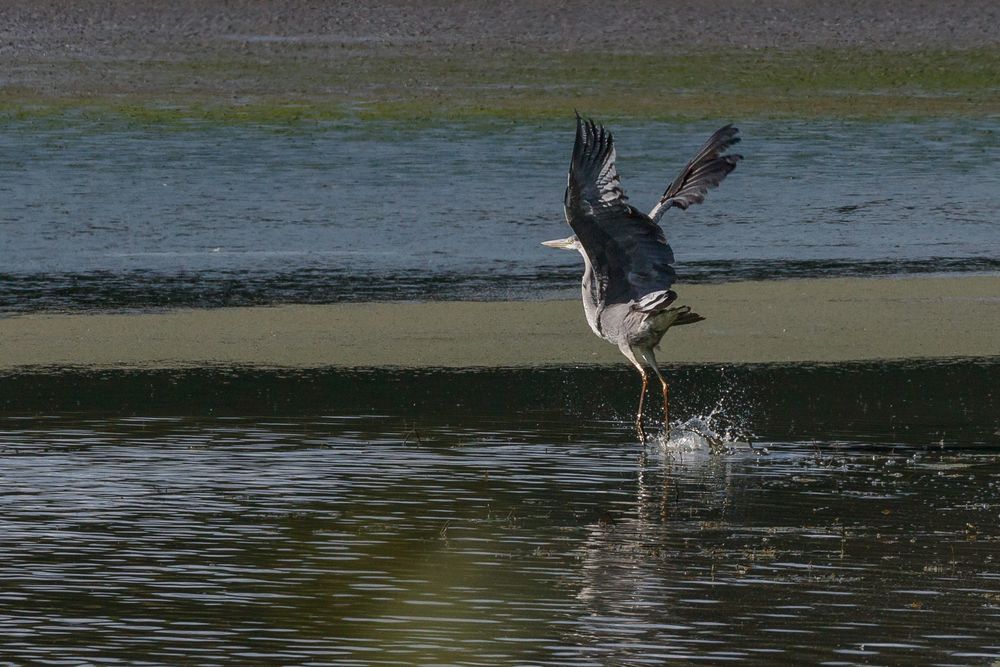 Reiher Abflug-0465