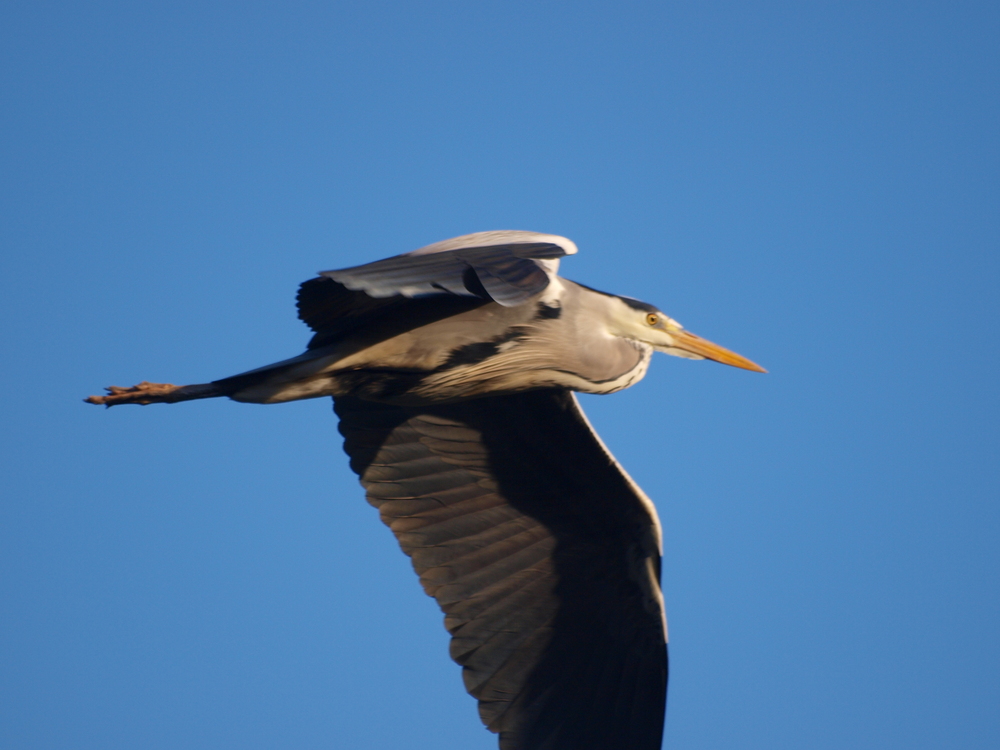 Reiher-Airlines