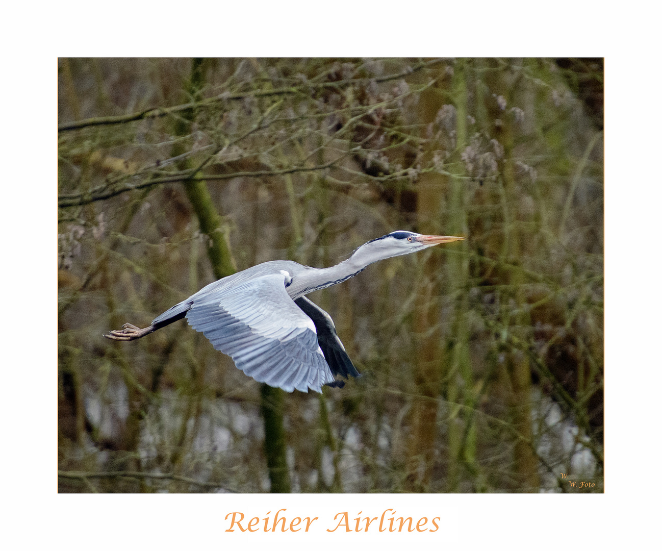 Reiher Airlines