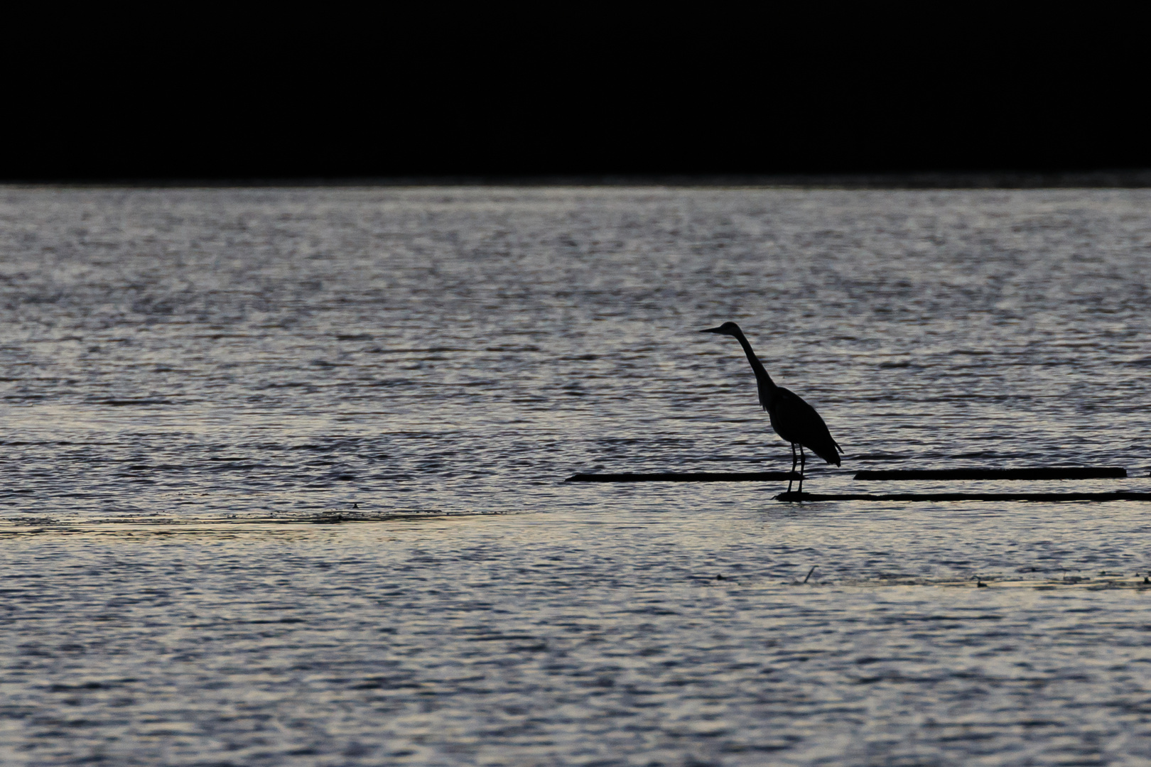 Reiher am Abend-0095-2