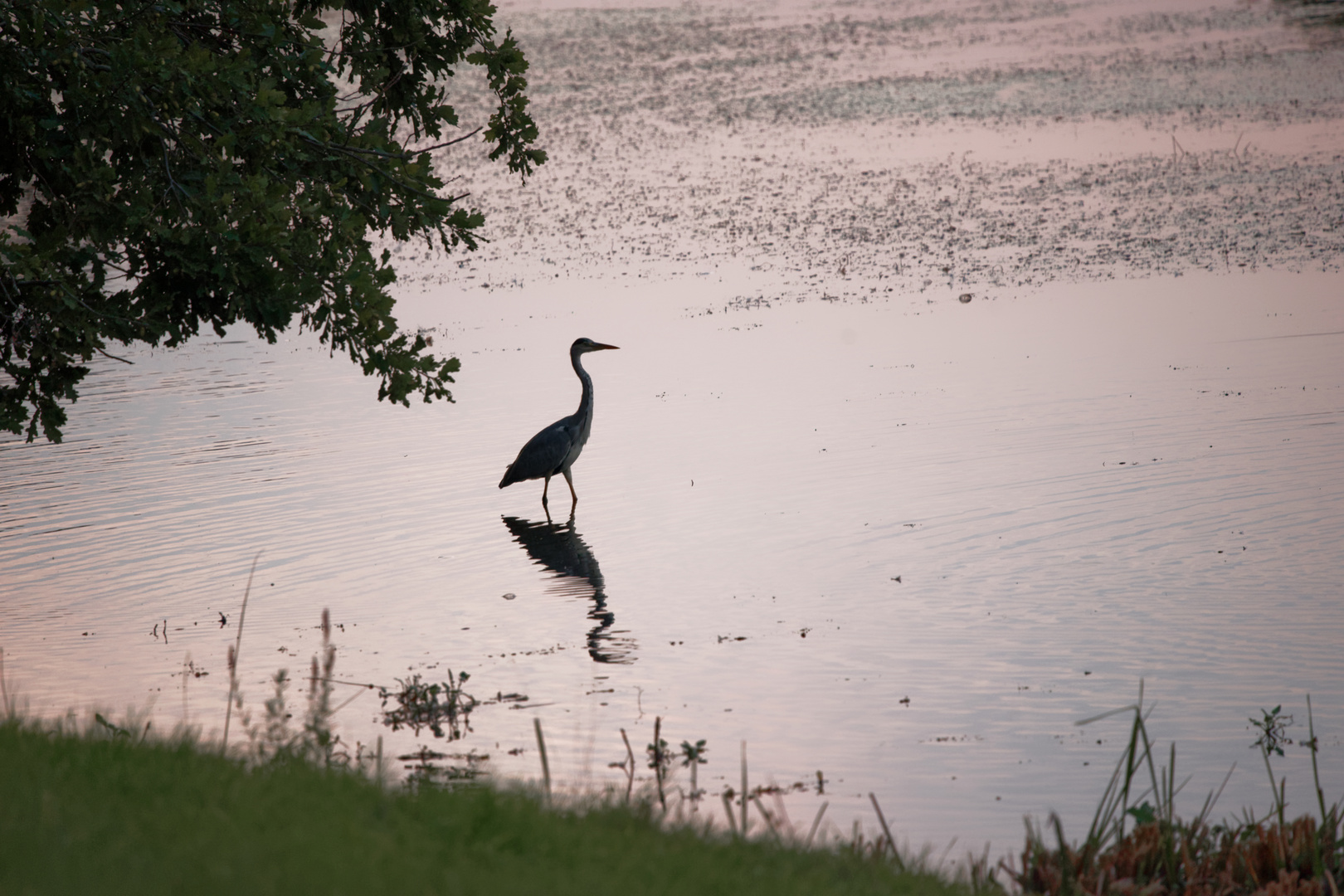 Reiher am Abend