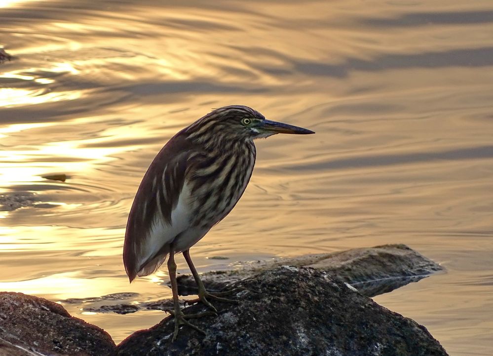 Reiher am Abend