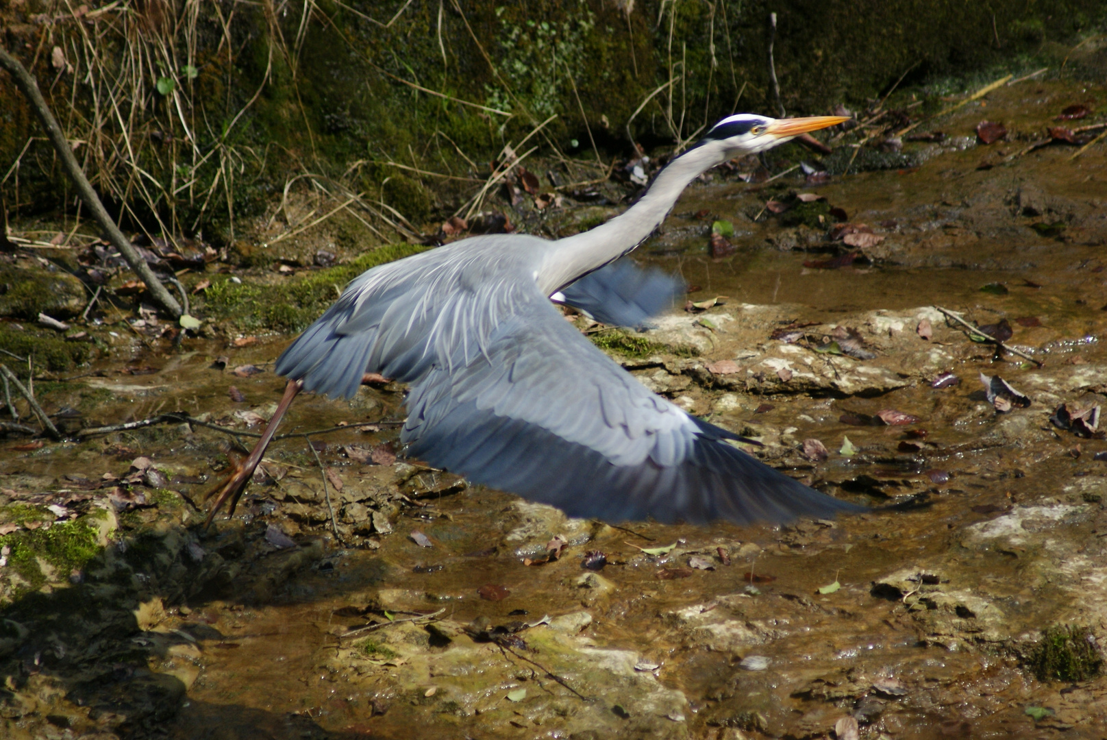 Reiher am Bach