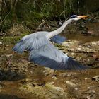 Reiher am Bach