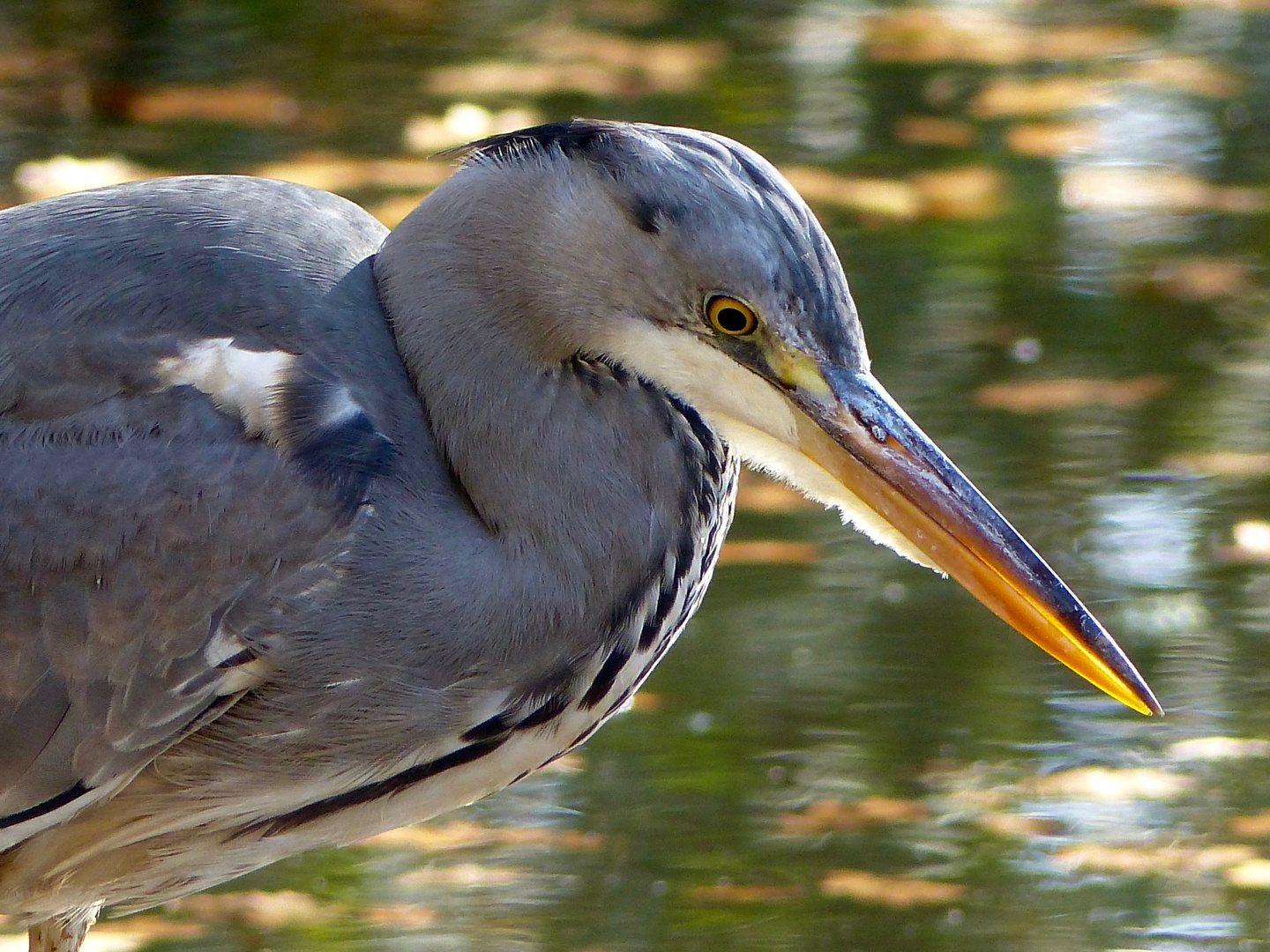 Reiher am Bärensee