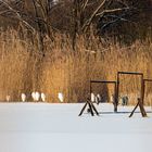 Reiher am Blankensee