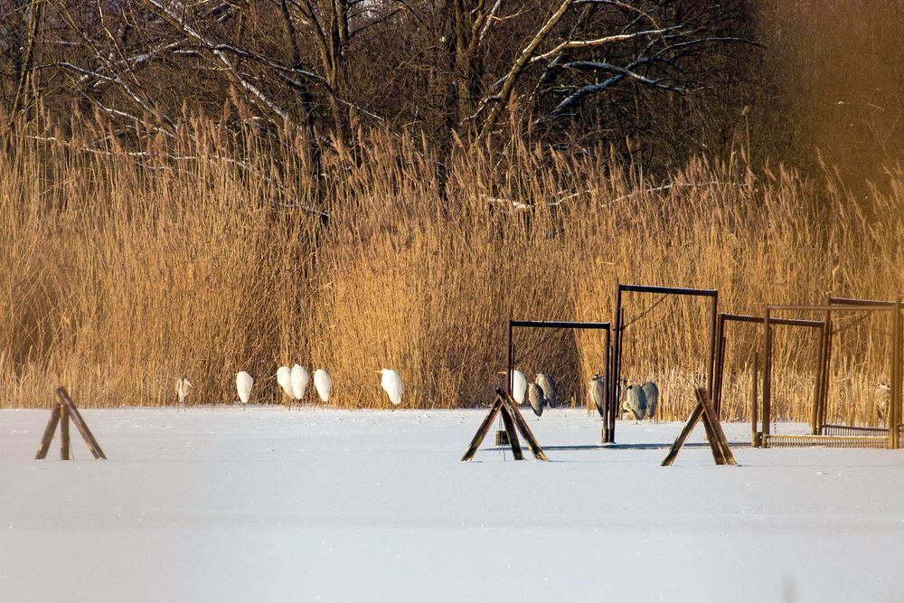 Reiher am Blankensee