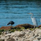 Reiher am Bodensee