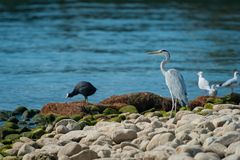 Reiher am Bodensee