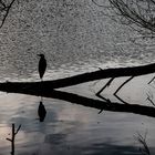 Reiher am Bügersee