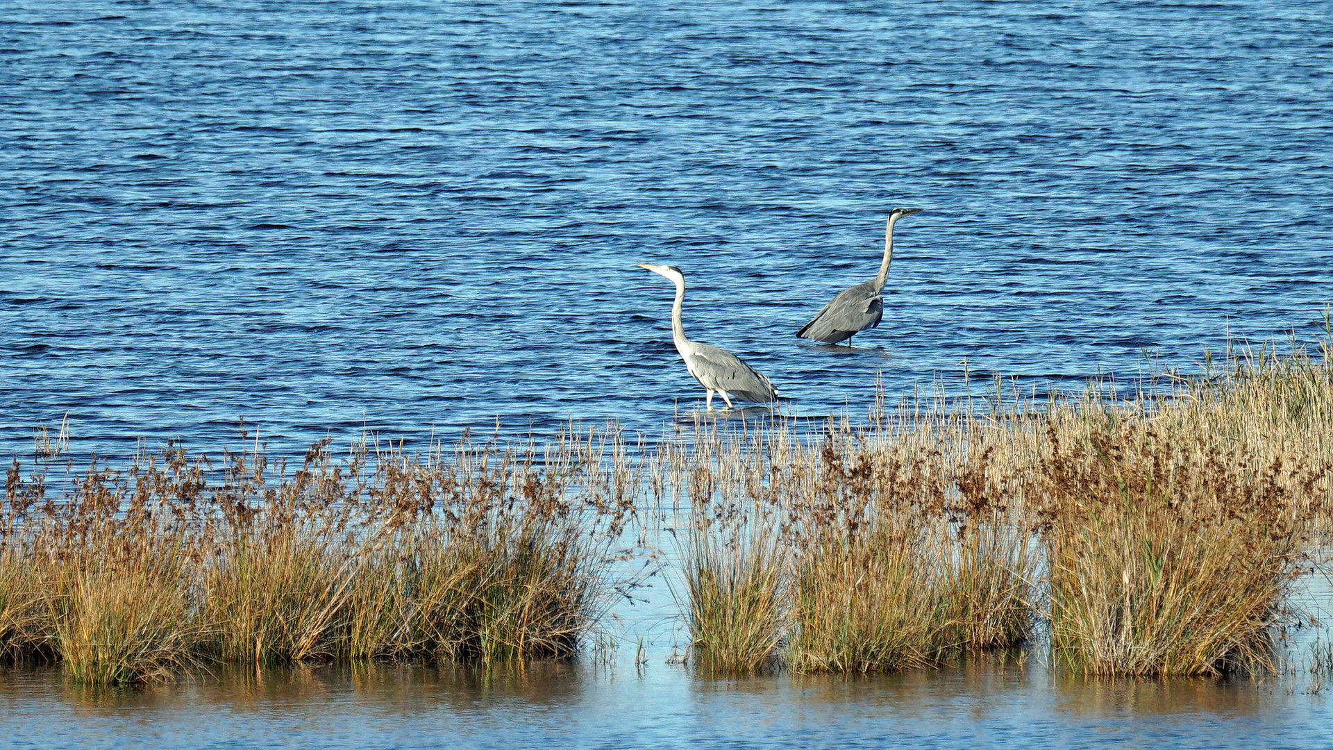 Reiher am Darßer ort